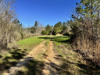 600 Acres Claiborne County Hunting Land Timber Investment - image 23