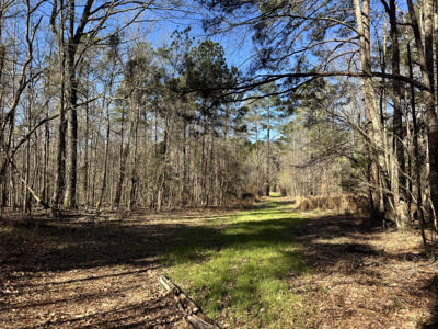 600 Acres Claiborne County Hunting Land Timber Investment - image 10