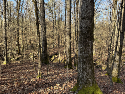 600 Acres Claiborne County Hunting Land Timber Investment - image 36