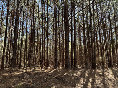 600 Acres Claiborne County Hunting Land Timber Investment - image 5