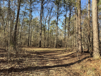 600 Acres Claiborne County Hunting Land Timber Investment - image 35