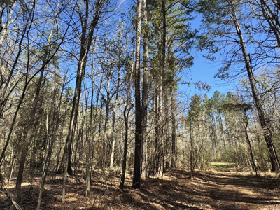 600 Acres Claiborne County Hunting Land Timber Investment - image 4