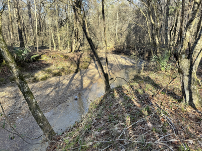 600 Acres Claiborne County Hunting Land Timber Investment - image 32