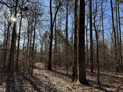 600 Acres Claiborne County Hunting Land Timber Investment - image 38