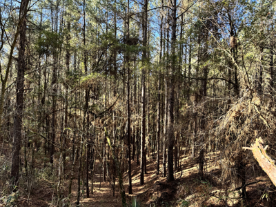 600 Acres Claiborne County Hunting Land Timber Investment - image 25