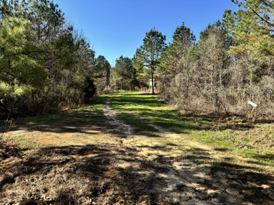 600 Acres Claiborne County Hunting Land Timber Investment - image 22