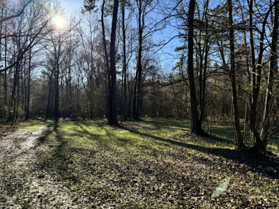 600 Acres Claiborne County Hunting Land Timber Investment - image 31