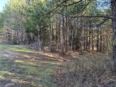600 Acres Claiborne County Hunting Land Timber Investment - image 44
