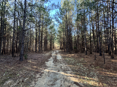 600 Acres Claiborne County Hunting Land Timber Investment - image 43