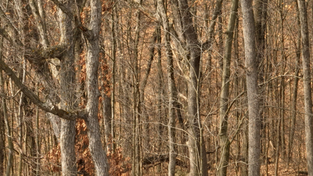 Hunting Land for Sale in Richland County, Wisconsin - image 15