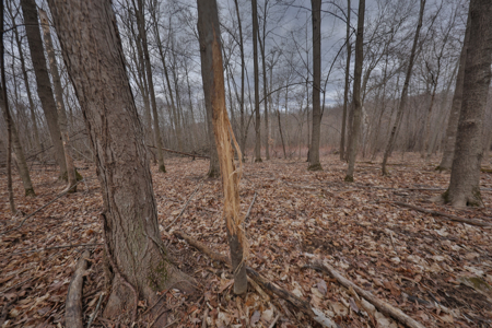 Hunting Land for Sale in Richland County, Wisconsin - image 11