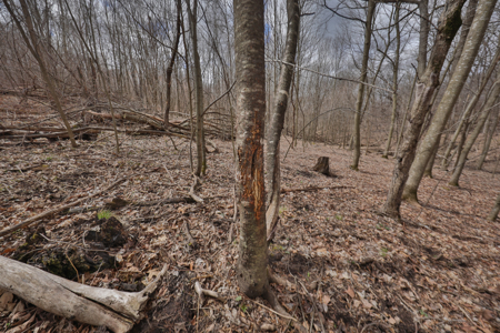 Hunting Land for Sale in Richland County, Wisconsin - image 32