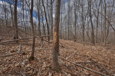 Hunting Land for Sale in Richland County, Wisconsin - image 10