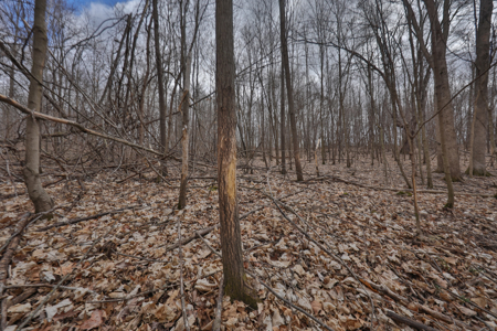 Hunting Land for Sale in Richland County, Wisconsin - image 22