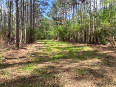 Amite County 38.6 Acres For Sale - image 7