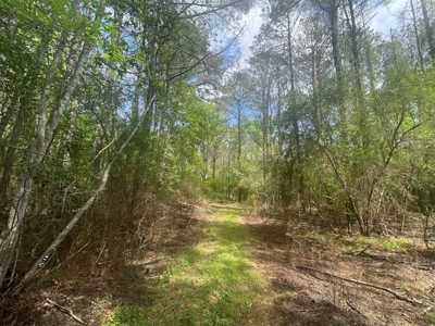 Amite County 38.6 Acres For Sale - image 12