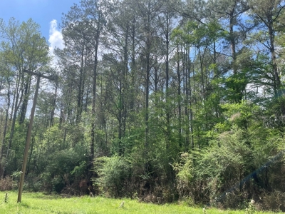 Amite County 38.6 Acres For Sale - image 4