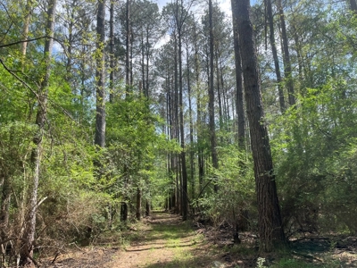 Amite County 38.6 Acres For Sale - image 10