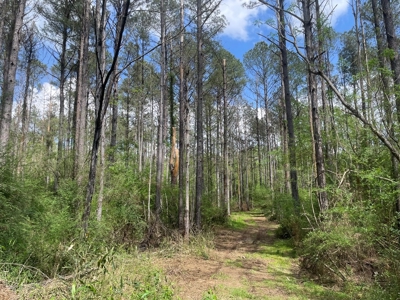 Amite County 38.6 Acres For Sale - image 8