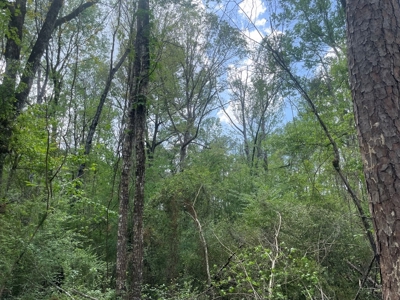 Amite County 38.6 Acres For Sale - image 16