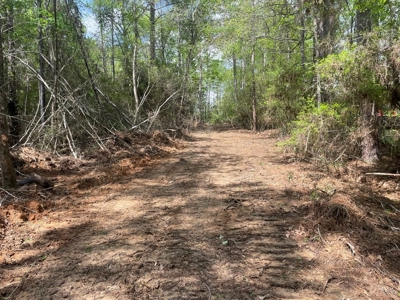 Amite County 38.6 Acres For Sale - image 15