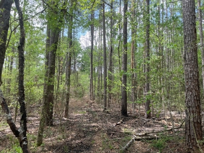 Amite County 38.6 Acres For Sale - image 9