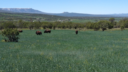 Home, Shop, Acreage with Ponds For Sale on Western Slope Colorado - image 37