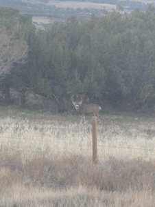 Home, Shop, Acreage with Ponds For Sale on Western Slope Colorado - image 41