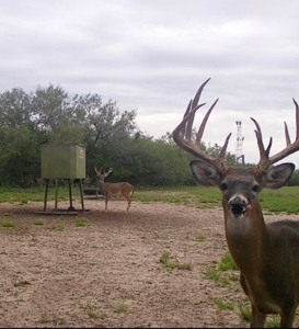 360± Acre High-Fenced Game Ranch – Jim Wells County, TX - image 3