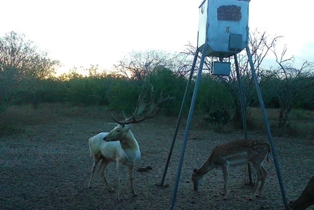 360± Acre High-Fenced Game Ranch – Jim Wells County, TX - image 4