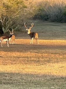 360± Acre High-Fenced Game Ranch – Jim Wells County, TX - image 2