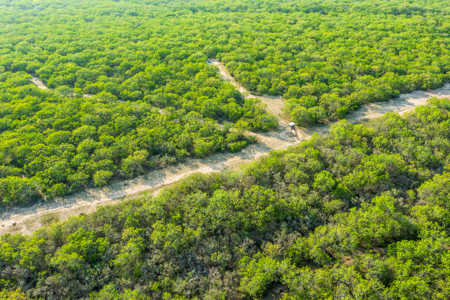 360± Acre High-Fenced Game Ranch – Jim Wells County, TX - image 22