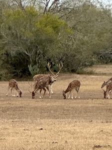 360± Acre High-Fenced Game Ranch – Jim Wells County, TX - image 7