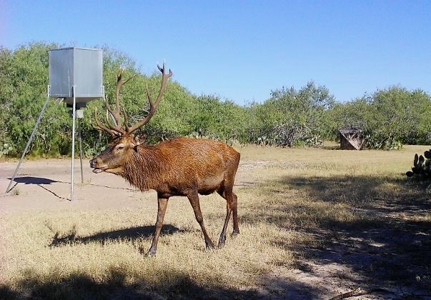 360± Acre High-Fenced Game Ranch – Jim Wells County, TX - image 5