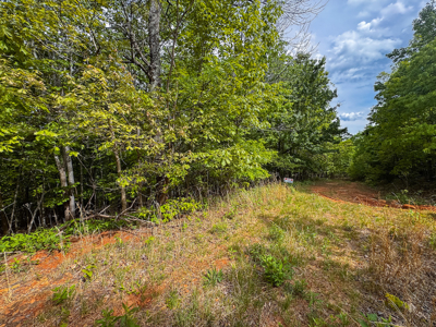 Wooded Lot for Sale in Moravian Falls NC! - image 9
