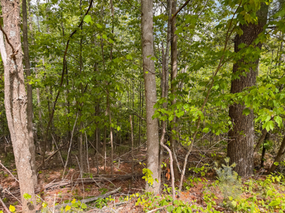 Wooded Lot for Sale in Moravian Falls NC! - image 5