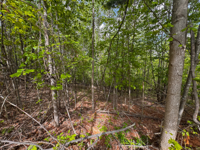 Wooded Lot for Sale in Moravian Falls NC! - image 6