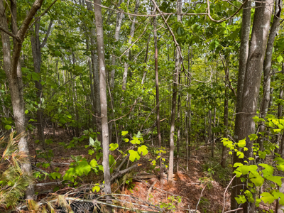 Wooded Lot for Sale in Moravian Falls NC! - image 7