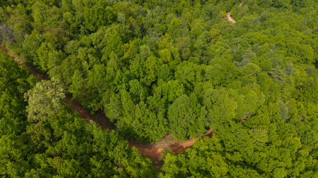 Wooded Lot for Sale in Moravian Falls NC! - image 2