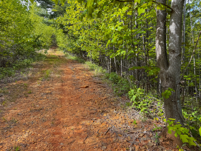 Wooded Lot for Sale in Moravian Falls NC! - image 8