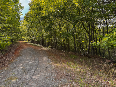Wooded Lot for Sale in Moravian Falls NC! - image 11