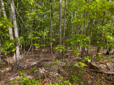 Wooded Lot for Sale in Moravian Falls NC! - image 10
