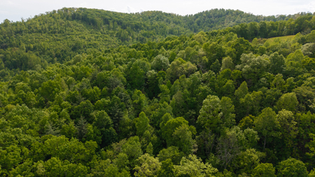 Wooded Land for Sale in Moravian Falls NC! - image 8