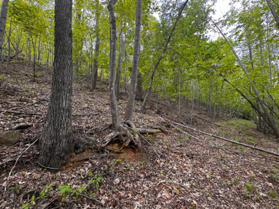 Wooded Land for Sale in Moravian Falls NC! - image 16