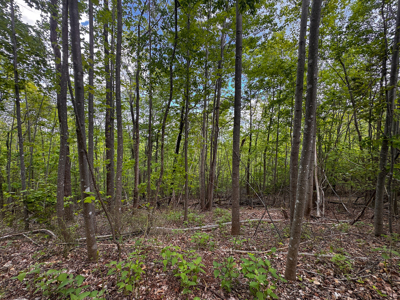 Wooded Land for Sale in Moravian Falls NC! - image 18