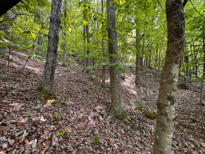 Wooded Land for Sale in Moravian Falls NC! - image 10