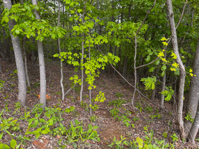 Wooded Land for Sale in Moravian Falls NC! - image 12