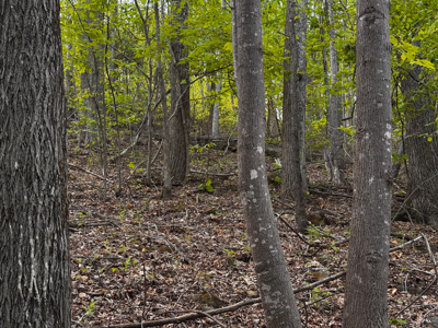 Wooded Land for Sale in Moravian Falls NC! - image 17