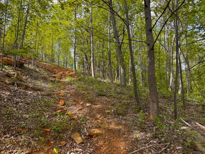Wooded Land for Sale in Moravian Falls NC! - image 21