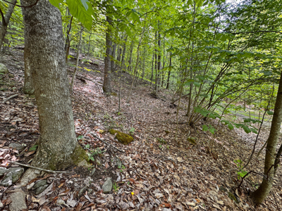Wooded Land for Sale in Moravian Falls NC! - image 11